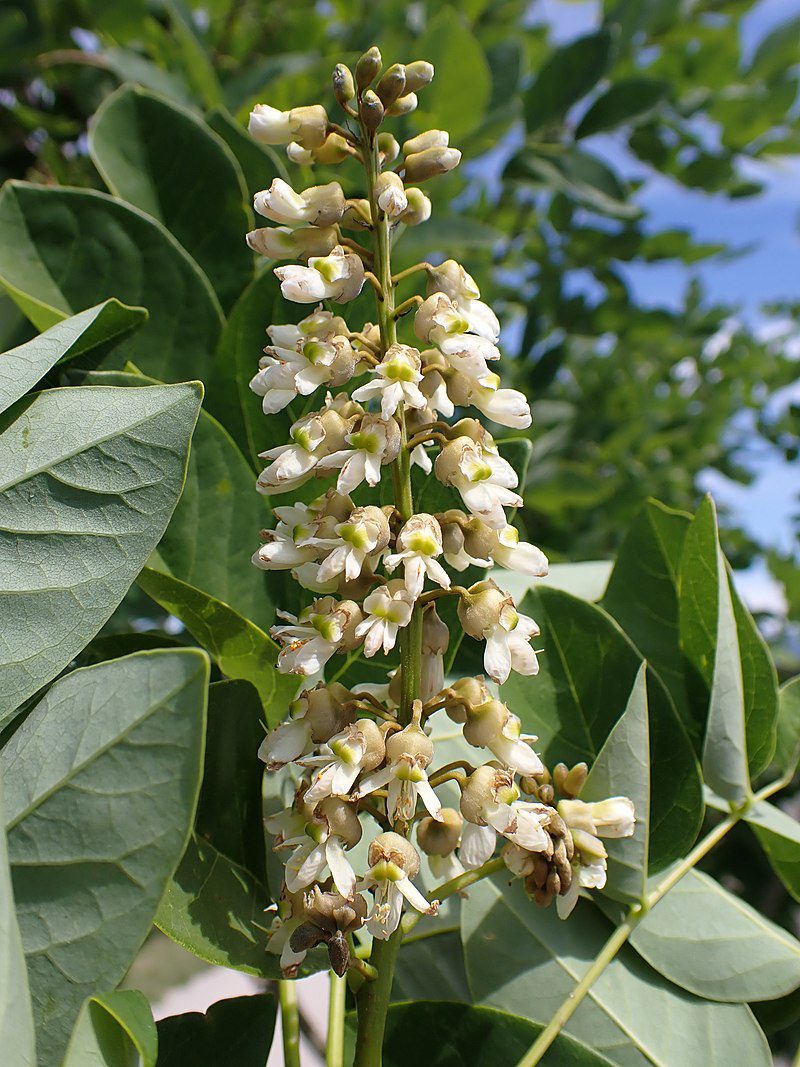 amurska makija