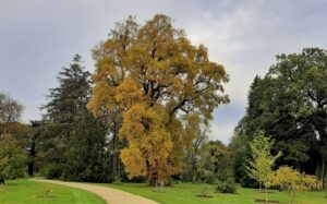 Tudi na dolgočasen pozno oktobrski dan je bil ta Liriodendron tulipifera impresiven prizor v polni jesenski barvi, listi so bili v dobrem kontrastu s temnimi vejami. Fotografirano v Nacionalnem botaničnem vrtu, Kilmacurragh, Irska. Slika Tom Christian.
